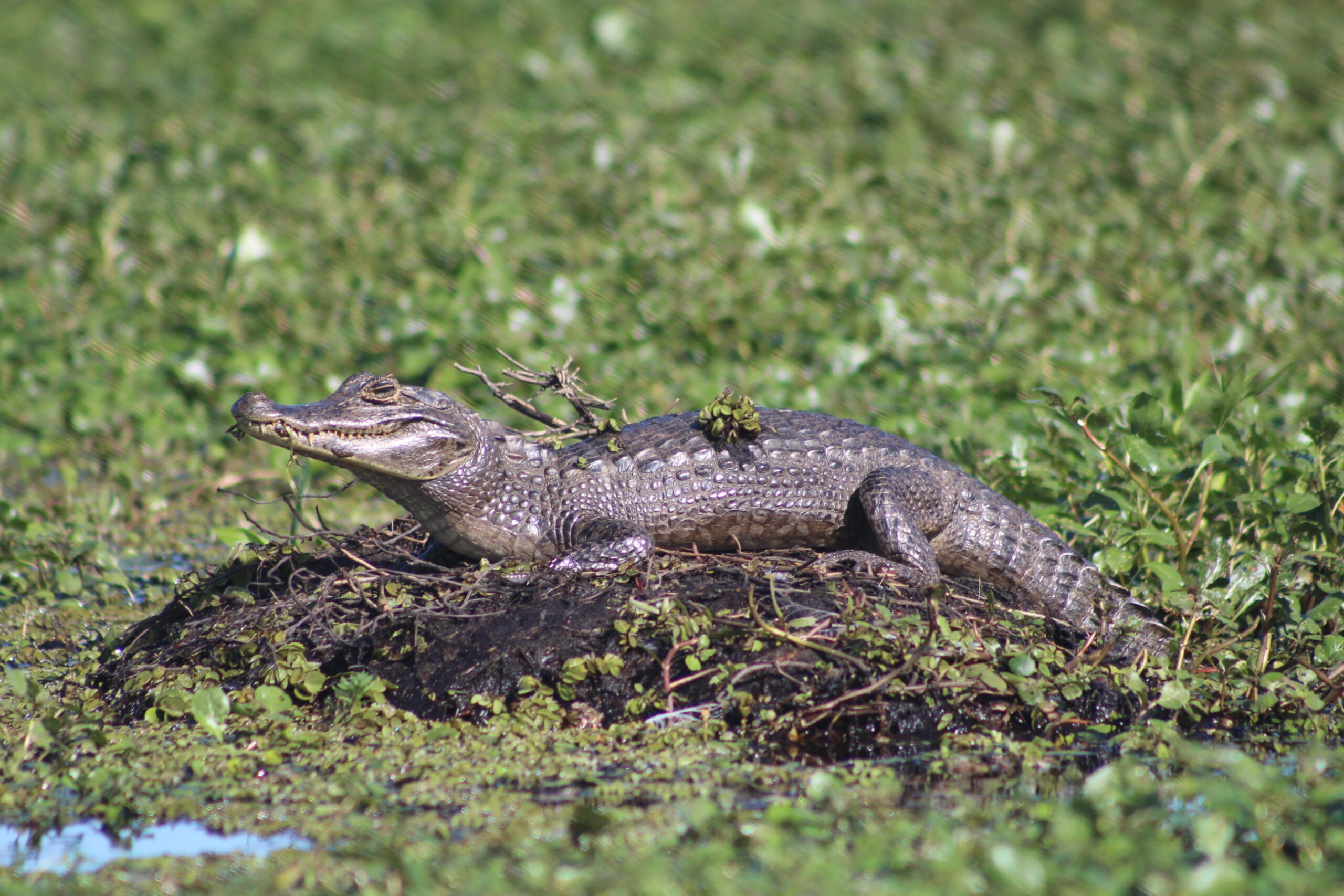 Caimanes En Rio Contando caimanes en Formosa Argentina - COMFAUNAlatam.org