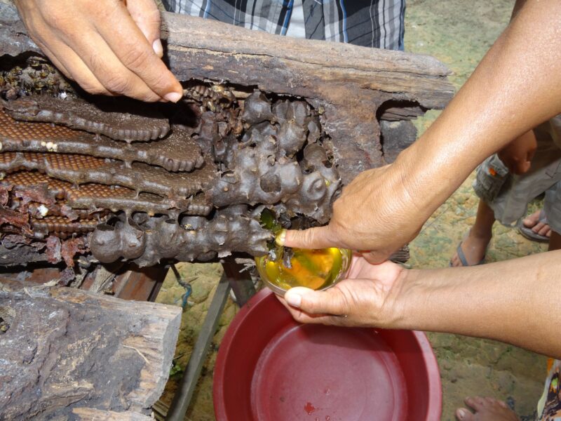 Abejas sin aguijón Perú